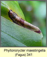 Phyllonorycter maestingella (leaf mine)