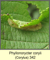 Phyllonorycter coryli
