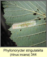 Phyllonorycter strigulatella