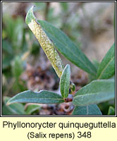 Phyllonorycter quinqueguttella