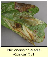 Phyllonorycter lautella