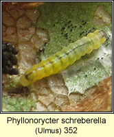 Phyllonorycter schreberella