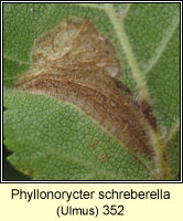 Phyllonorycter schreberella