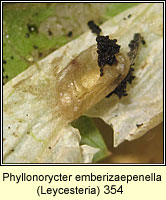Phyllonorycter emberizaepenella