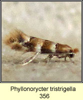 Phyllonorycter tristrigella