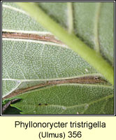 Phyllonorycter tristrigella