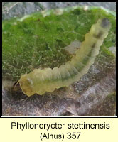 Phyllonorycter stettinensis