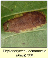Phyllonorycter kleemannella