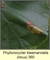 Phyllonorycter kleemannella