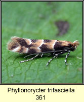 Phyllonorycter trifasciella