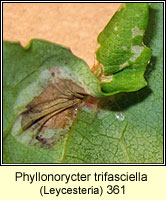 Phyllonorycter trifasciella