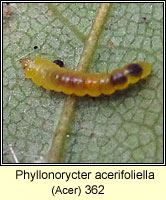 Phyllonorycter acerifoliella