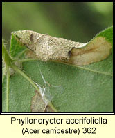 Phyllonorycter acerifoliella