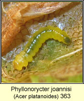 Phyllonorycter platanoidella / Phyllonorycter joannisi