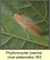 Phyllonorycter platanoidella