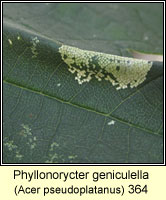 Phyllonorycter geniculella
