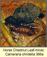 Horse Chestnut Leaf-miner, Cameraria ohridella