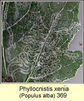 Phyllocnistis xenia