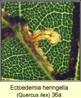 Ectoedemia heringella (larva)