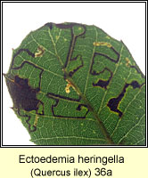 Ectoedemia heringella (leaf mine)