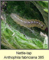 Nettle-tap, Anthophila fabriciana