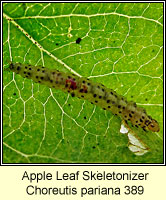 Apple Leaf Skeletonizer, Choreutis pariana