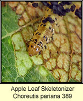 Apple Leaf Skeletonizer, Choreutis pariana