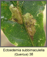 Ectoedemia subbimaculella