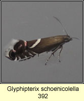 Glyphipterix schoenicolella