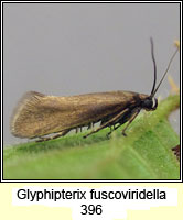 Glyphipterix fuscoviridella