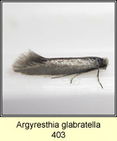 Argyresthia glabratella