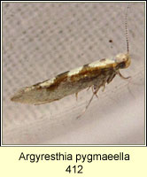 Argyresthia pygmaeella