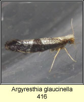 Argyresthia glaucinella