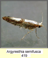 Argyresthia semifusca
