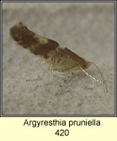 Argyresthia pruniella