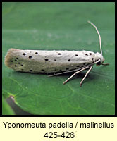 Yponomeuta padella / malinellus