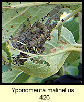 Yponomeuta malinellus, Apple Ermine