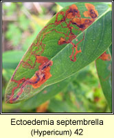 Ectoedemia septembrella (leaf mine)