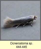 Ocnerostoma sp