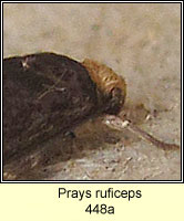 Prays ruficeps