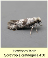 Hawthorn Moth, Scythropia crataegella