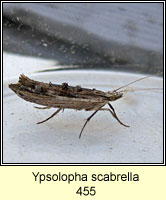 Ypsolopha scabrella