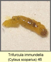 Trifurcula immundella