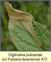 Digitivalva pulicariae (Inuliphila pulicariae)