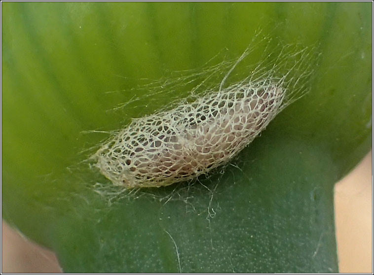 Acrolepiopsis assectella, Leek Moth
