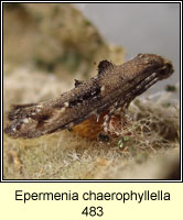 Epermenia chaerophyllella
