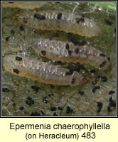 Epermenia chaerophyllella