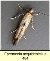 Epermenia aequidentellus