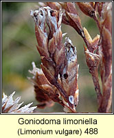 Goniodoma limoniella, Coleophora limoniella