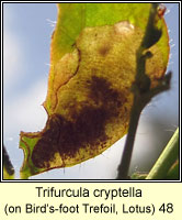 Trifurcula cryptella